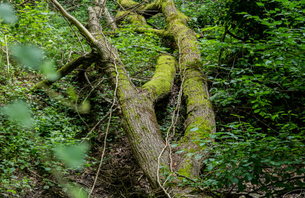 Close-up of a protected forest. The old tree trunks are not harvested and are therefore a habitat for countless animal species.