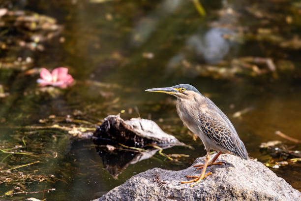 istock Portrait of a Striped Heron 2161744957