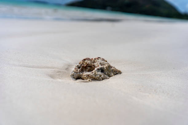istock Coral on the sandy beach 2161744970