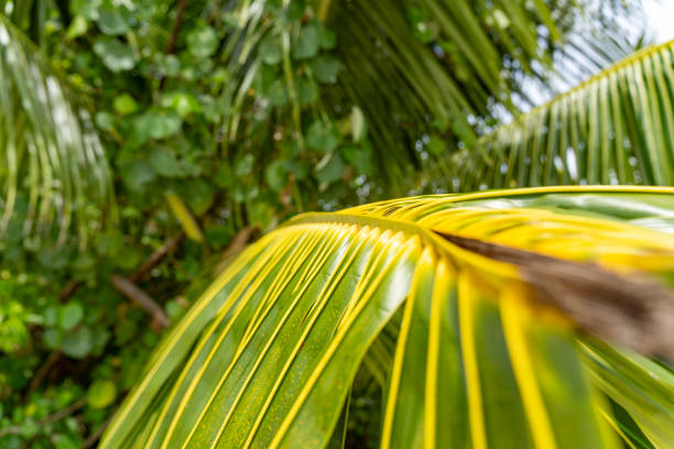 Palm trees and beautiful sea on exotic tropical island