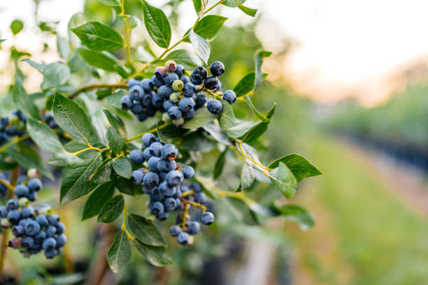 Blueberries on a branch in an agricultural field.