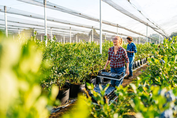 istock Young Couple Picking Blueberries In A Greenhouse 2161745596