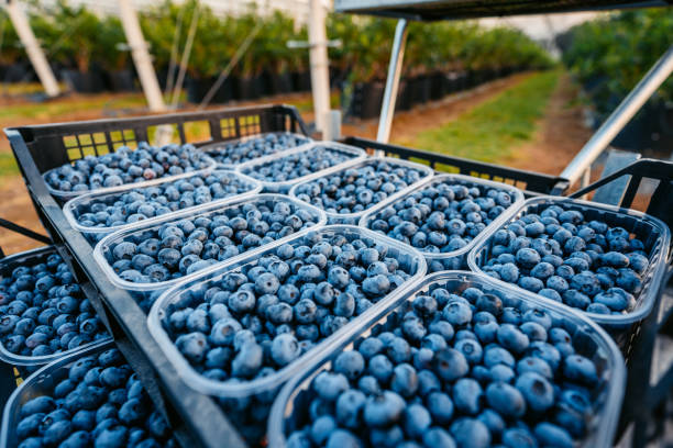 istock Picked Up Blueberries In Plastic Containers In An Agricultural Field 2161745963