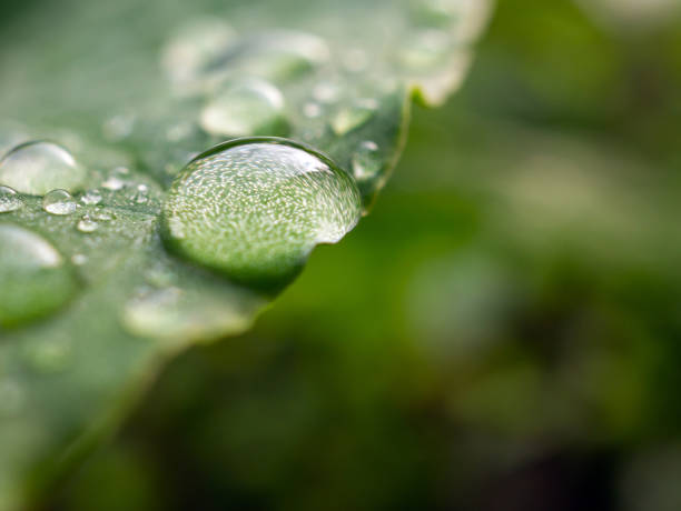 Macro image of water droplets on  green leaves. close-up