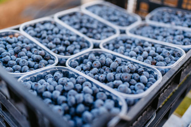 istock Picked Up Blueberries In Plastic Containers In An Agricultural Field 2161746586