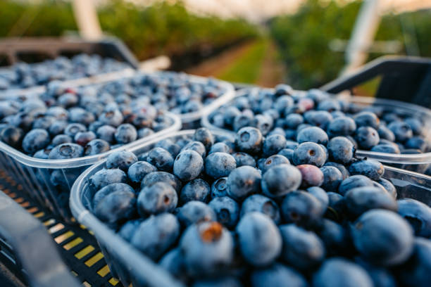 istock Picked Up Blueberries In Plastic Containers In An Agricultural Field 2161747317