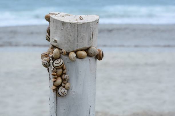 wooden pole with shells by the sea