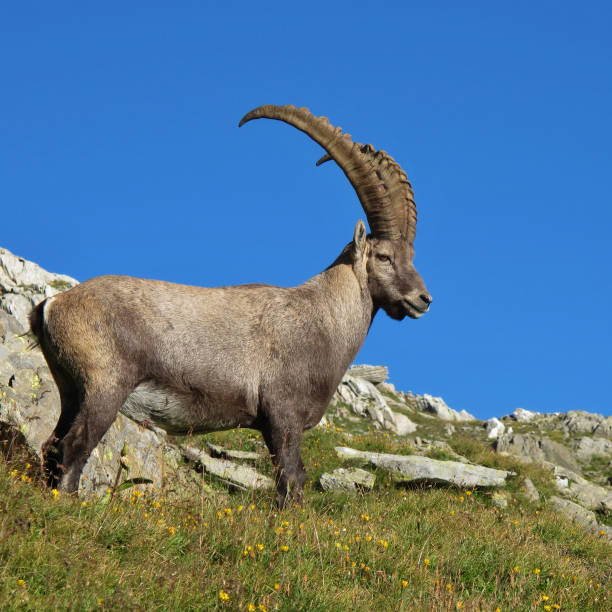 istock Majestic male alpine ibex. 2161747813
