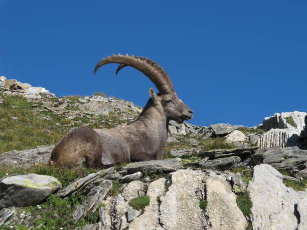istock Relaxed male alpine ibex 2161747816