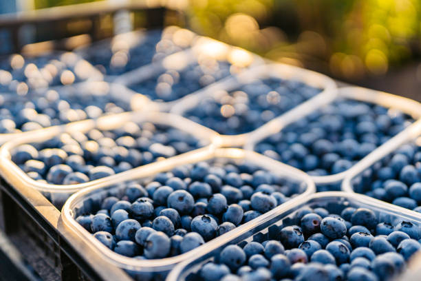 Blueberries on a bush