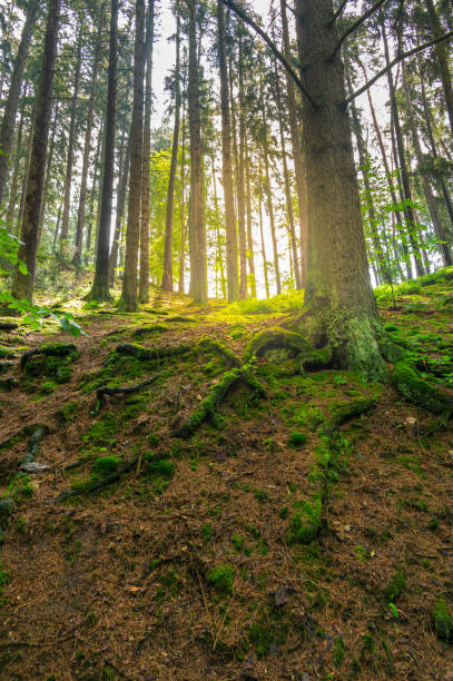 The forest path in Babiccino Valley winds through lush greenery, offering a tranquil escape amidst the beauty of nature, perfect for hiking and exploring Bozena Nemcova's literary landscape.
