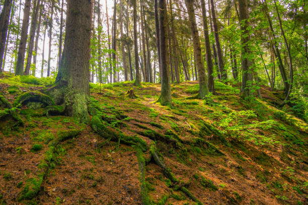 istock The forest path in Babiccino Valley winds through lush greenery, offering a tranquil escape amidst the beauty of nature, perfect for hiking and exploring Bozena Nemcova's literary landscape. 2161748152
