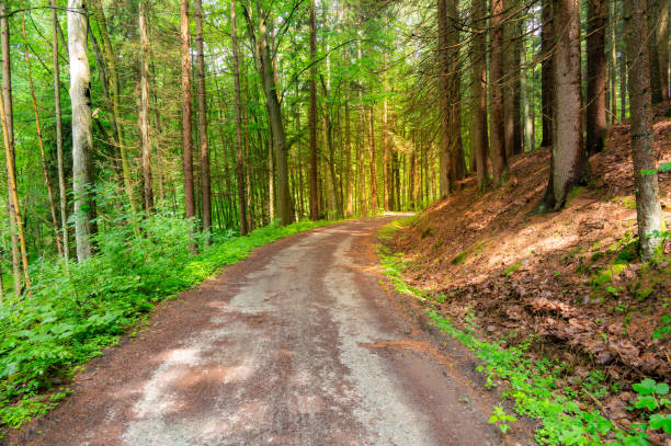 The forest path in Babiccino Valley winds through lush greenery, offering a tranquil escape amidst the beauty of nature, perfect for hiking and exploring Bozena Nemcova's literary landscape.