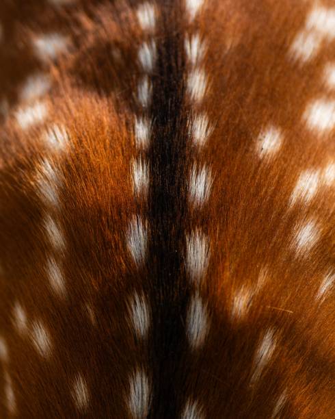 istock Close-up of a spotted deer fur showcasing its unique pattern and texture 2161748904