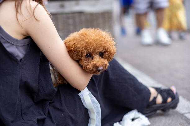 Toy people resting on her owner in city