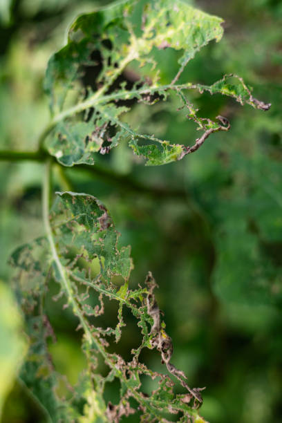 5. Побелка стволов