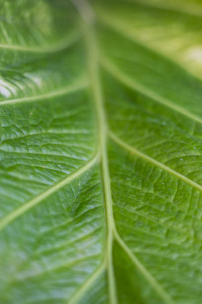 Bright green tropical forest background. Close Up Of Green Leaf.
