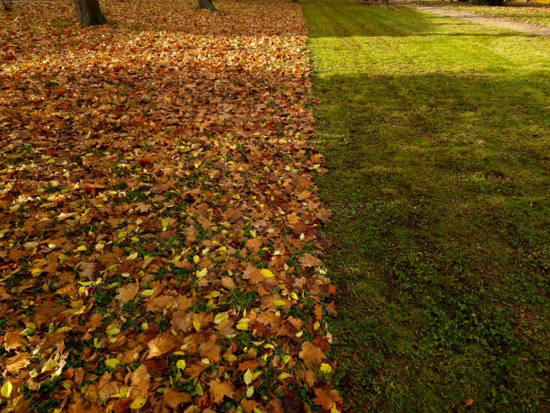mowing with leaf collection. will be collected by the lawnmower. the difference between a manicured lawn and a leaf-covered surface of a meadow. an advertisement for a gardening company, raking