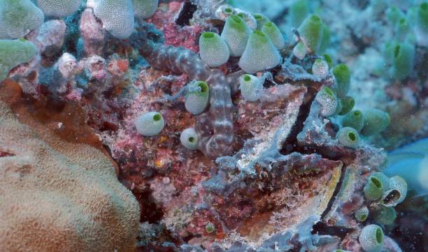 istock Bivalve (Hyotissa hyotis) encrusted with tunicates (Atriolum robustum) with sea cucumber (Holothuria sp.) 2161751777