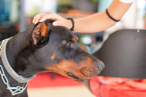 Hand of an unrecognizable girl stroking her doberman breed dog