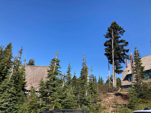istock Snowy Mountain and green pines and paths 2161753077