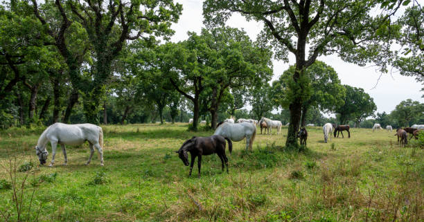 istock White horses on a meadow with many trees. 2161753292