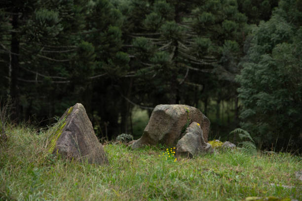 istock Rural landscape with Candelabra tree forest. 2161754522