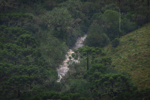 Brazilian pine (Araucaria angustifolia).