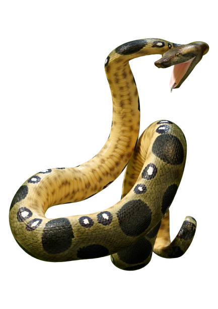 istock 3D Rendering Green Anaconda on White 2161754673