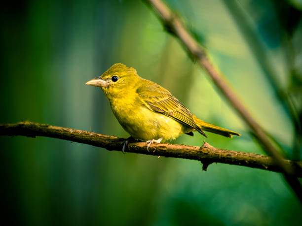 istock Yellow Warbler Perched on a Branch in Costa Rica 2161755467