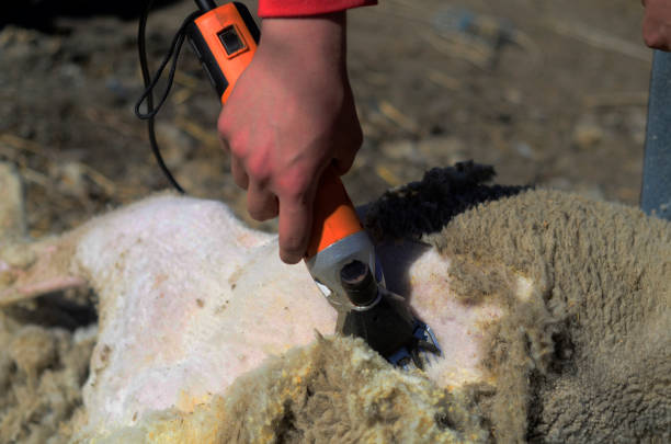Shearing a sheep with scissors. Close up.
