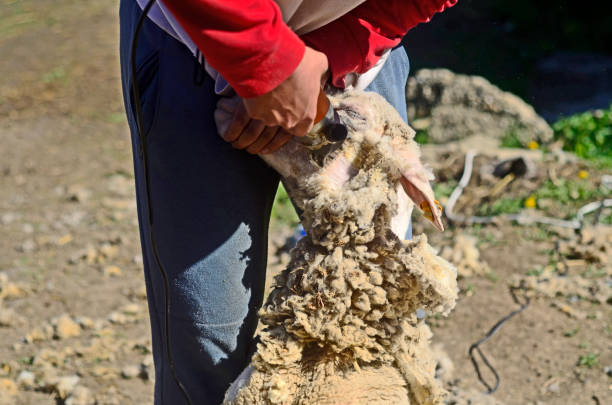 istock Shearing a sheep neck and face with scissors 2161756157