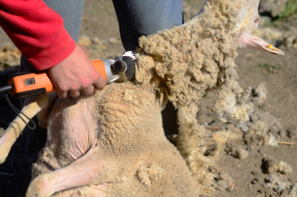 Shearing a sheep neck  with  special scissors