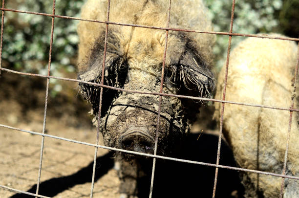 istock A primitive breed of pig called mangulica. 2161756233