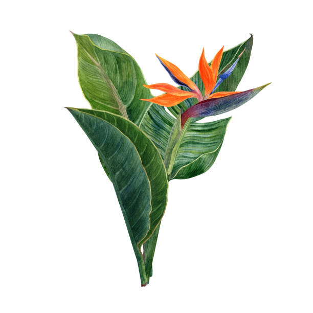 istock Watercolor tropical flowers strelitzia and greenery arrangements 2161757327