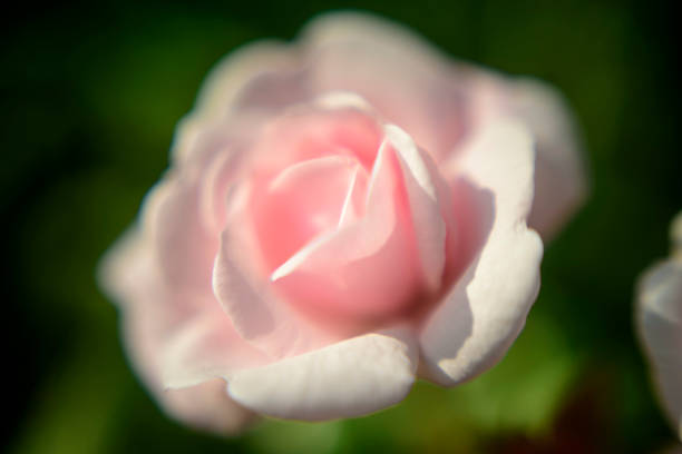 Fresh rose in a garden macro