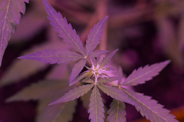 istock Close-up of a Cannabis plant 2161758556