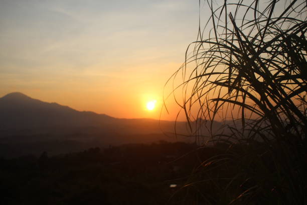 The golden glow of the setting sun reflects on the rice field embankments, creating a breathtaking panorama. The silhouette of swaying rice plants in the gentle breeze brings a sense of serenity and the mesmerizing beauty of nature