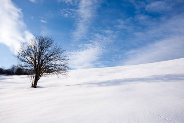istock Isolated tree in winter season, nature background 2161760470