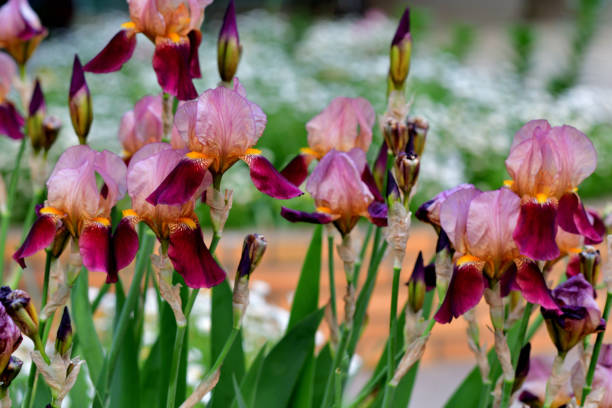 Iris germanica, commonly called common flag or German iris, is the presumed father of most modern bearded iris cultivars. Origin is uncertain, but species plants are probably native to southern Europe and the Mediterranean area. This iris has become established over time throughout the world, with naturalization having occurred in many parts of Europe and the U.S. It is difficult to specifically describe German iris as a species because it appears in so many different forms. Thousands of bearded iris cultivars have been introduced into commerce over time. Iris germanica as a species is simply not sold in commerce today. In general terms, plants grow 2-3' tall with sword-shaped linear leaves and large usually fragrant blooms on stalks that branch below their mid points.［Missouri Botanical Garden］