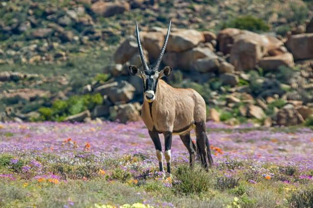 istock Oryx between wild flowers at the Goegap Nature Reserve 2161761245
