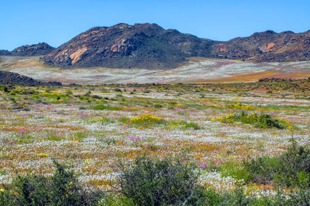 istock Fields of wild flowers with a mountain backdrop, at Goegap 2161761504