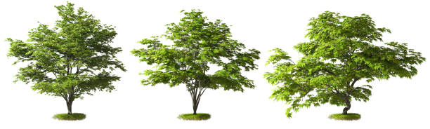 istock Green maple trees shapes isolated white backgrounds 3d render 2161763222