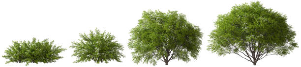 istock Shrubs tropics tree flowery shapes cut out transparent backgrounds 3d rendering 2161763228