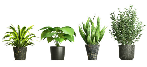 istock House plants in pot decorative interior cut out white backgrounds 3d rendering 2161763230