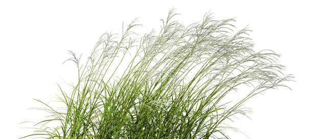 istock Nature grass meadow flowing movement isolated white backgrounds 3d illustration 2161763232