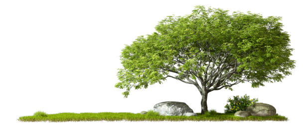 istock Isolate trees gardening lay out with copy space white backgrounds 3d render 2161763233