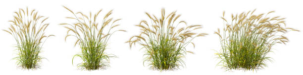 istock Isolated meadow grass field shapes on white backgrounds 3d rendering 2161763238