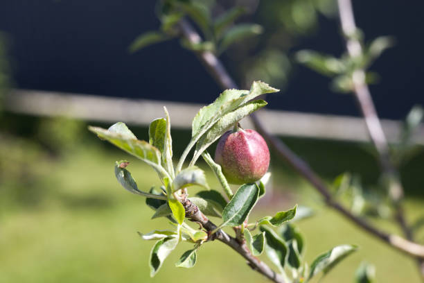 Ripening green apples on a branch with leaves