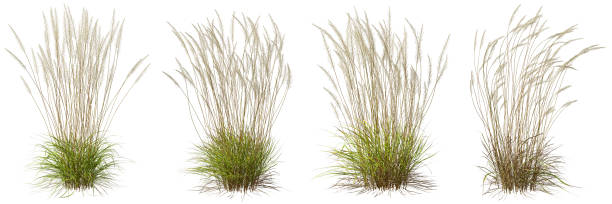 istock Nature tall meadow grass cut out on white backgrounds 3d illustration 2161763787